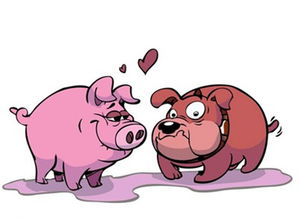 属猪和龙相配婚姻如何