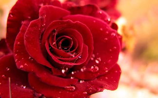 送女朋友的玫瑰花