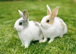 兔子一生有几个伴侣