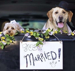 兔男和狗女配婚姻好不好