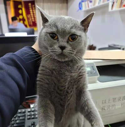 情侣关系中男生把女生当猫