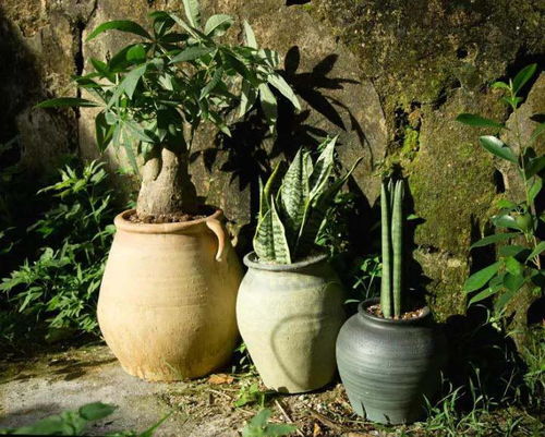 男人喜欢养花意味着什么 一个喜欢花的男人的心理