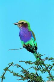 鸟类的爱情经典句子 形容鸟恩爱的唯美句子