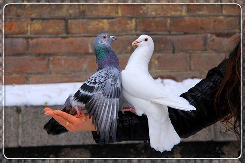 鸽子的爱情为什么专一 鸽子一生只认一个家吗