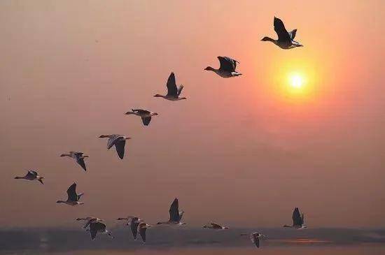 鸿雁比喻女人 鸿雁七绝诗