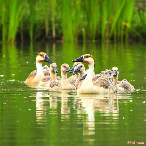 鸿雁表达了爱情吗 鸿雁的爱情寓意