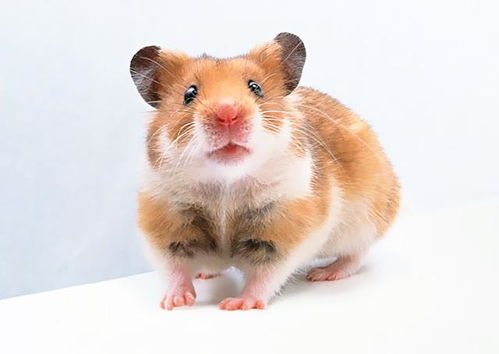 鼠2023年婚姻有变动吗 属鼠2023的第三者