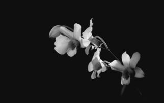 黑白代表什么爱情 黑白色象征着什么